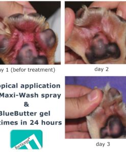 Forticept Maxi-Wash Hot Spot Treatment, Wound Care & Itch Relief Spray for Dogs and Cats. Relives Scratching, Rashes, Sores, Itchy Skin and Paw Licking 8 oz 8 Fl Oz (Pack of 1) 18 61Q9zc5kKAL 1