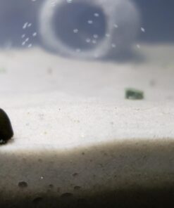 Carib Sea ACS05820 Super Natural Moonlight Sand for Aquarium, 5-Pound 5 lb 24 61QAE4YqssL