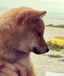 Pet MD Dog Breath Freshener Dental Wipes for Dogs - Tartar and Plaque Remover for Teeth Cleaning - Fresh Apple & Mint Scent Bad Breath Treatment for Dogs - 100 Count 30 61QBNUHXqHL