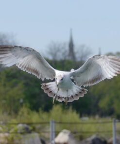 Nikon AF-P NIKKOR 70-300mm f/4.5-5.6E ED VR Fixed Zoom Digital Slr Camera Lens, Black 50 61QBpc2Cg2L