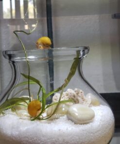 Golden Mystery Snail - 1/2"-2" - Algae Eater for Aquariums 56 61QLw1wUlHL