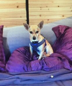 PetSafe Elite Little Dog Spray Bark Collar for Small Dogs from 8 lbs to 55 lbs - Smallest Collar Option - Citronella Spray - No Barking Control Device - PBC00-11283 adjustable 28 61QOdTHkGDL 1