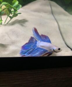 API AQUARIUM SALT Freshwater Aquarium Salt 67-Ounce Box (Packaging May Vary) 67 oz Aquarium Treatment 51 61QSYieke4L