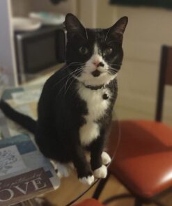 Purina ONE Natural, Low Fat, Weight Control, Indoor Dry Cat Food, +Plus Indoor Advantage - 7 lb. Bag Turkey 7.00 Pound (Pack of 1) 25 61QT56VJ2wL