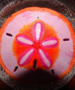 Tumbler Home White Sand Dollars 3"-3.5" - 10pcs - Wedding Seashell Craft Sandollars- Hand Picked and Professionally Packed 44 61QeCqMtGaL