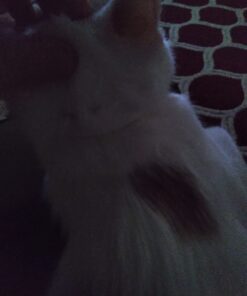 Hartz UltraGuard Plus Water Resistant 7 Month Protection Breakaway Flea & Tick Collar for Cats (3270094268) 30 61QgXICztvL