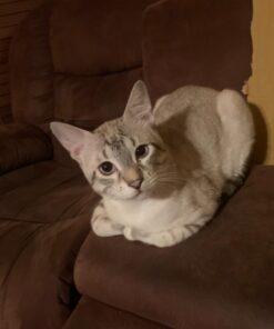 Capstar Fast-Acting Oral Flea Treatment for Dogs 24 61QkOI06iL