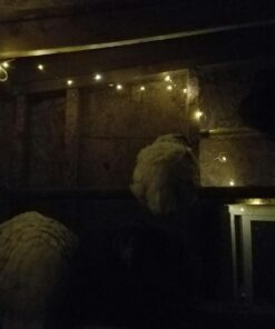 AMIR Upgraded Solar String Lights Outdoor, 8 Modes Mini 39Feet 120 LED Copper Wire Lights, Solar Powered Fairy Lights, Waterproof Decoration Lights for Garden Yard Party Wedding Christmas (Warm White) Warm White 33 61Qkf6ZYzvL