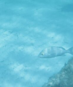 ZONMAN DSLR Camera Univeral Waterproof Underwater Housing Case Pouch Bag for Canon Nikon Sony Pentax Brand Digital SLR Cameras Transparent 37 61QzXc6GeHL