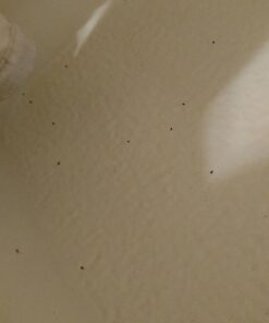 Capstar Fast-Acting Oral Flea Treatment for Dogs 22 61R TpXocLL