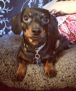 Advantage II Medium Dog Vet-Recommended Flea Treatment & Prevention | Dogs 11-20 lbs. | 6-Month Supply 6-Pack 30 61R0vJJO3NL