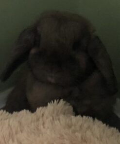 Petmate Booda Dome Cat Litter Box for Indoor Cats , Titanium, Made in USA One Size 47 61R2qbemNqL