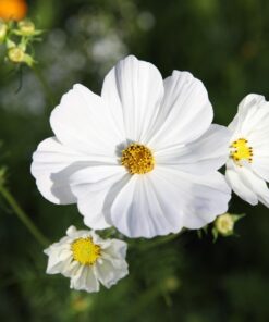 Eden Brothers Southeast Wildflower Mixed Seeds for Planting, 1 lb, 480,000+ Seeds with Cornflower, Blanket Flower | Attracts Pollinators, Plant in Spring or Fall, Zones 3, 4, 5, 6, 7, 8, 9, 10 1 Pound 55 61RA5wnZmaL