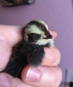 12 Large Fertile Hatching Coturnix Quail Eggs 23 61REQ4wVFkL