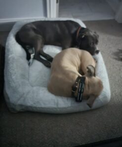 Hartz UltraGuard Rid Flea & Tick Oatmeal Dog Shampoo, Model:3270002305 17 61RH2dDtKaL 2