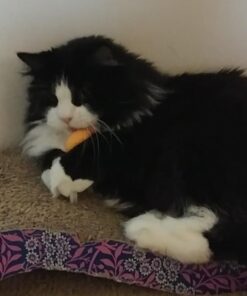 EastPoint Sports Penn Competition Grade 3-Star Table Tennis Balls – 40mm – 6 Pack 16 61RNTsJt1NL