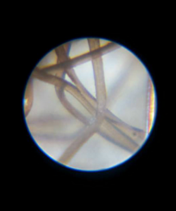 Carson 60x-75x MicroMax LED Lighted Pocket Microscope (MM-200) MicroMax (MM-200) 39 61RNrCy9xkL