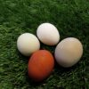 Chicken Turf Nest Box Liners 3 61RS3jhQiRL