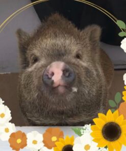 Zenport Z116 Hoof and Floral Trimming Shear with Twin-Blade, 7.5-Inch 1 10 61RTYF4v5KL