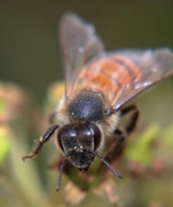 58MM Complete Lens Filter Accessory Kit (UV, CPL, ND4, ND2, ND4, ND8 and Macro Lens Set) for Canon EOS 70D 77D 80D 90D Rebel T8i T7 T7i T6i T6s T6 SL2 SL3 DSLR Cameras 58MM 62 61Ram8q69L