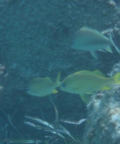 ZONMAN DSLR Camera Univeral Waterproof Underwater Housing Case Pouch Bag for Canon Nikon Sony Pentax Brand Digital SLR Cameras Transparent 38 61RarfeJngL