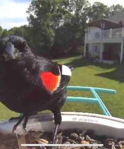 NETVUE Birdfy Lite - Smart Bird Feeder with Camera Solar Powered, Bird Watching Camera Wireless, Auto Capture Bird Videos & Motion Detection, Ideal Gift for Christmas Blue 41 61Re6fdso1L