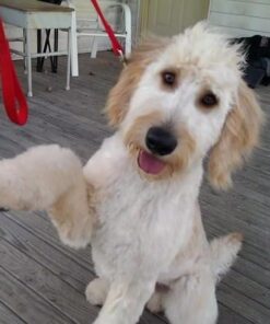 Old Mother Hubbard by Wellness Classic P-Nuttier Natural Dog Treats, Crunchy Oven-Baked Biscuits, Ideal for Training, Mini Size, 20 ounce bag Mini Biscuits Peanut Butter 1.25 Pound (Pack of 1) 43 61RirBxSnOL