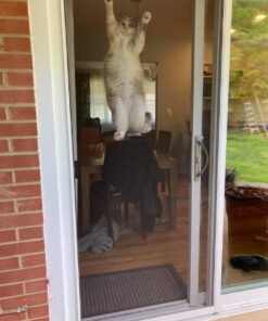 Hill's Science Diet Dry Cat Food, Adult, Sensitive Stomach & Skin, Chicken & Rice Recipe, 3.5 lb. Bag 3.5 Pound (Pack of 1) 32 61Rj QuEpL