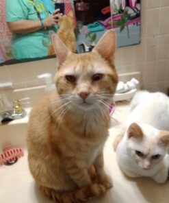 Dr. Elsey's Premium Clumping Cat Litter - Classic - 99.9% Dust-Free, Low Tracking, Hard Clumping, Superior Odor Control, Unscented & Natural Ingredients 18 lb 25 61Rm7PqrsDL 1