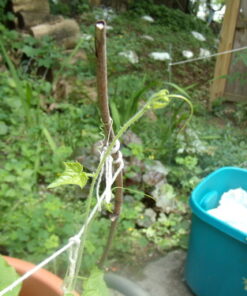 Mexican Miniature Watermelon 15 Seeds -Melothria scabra 16 61RmZ5nZSVL