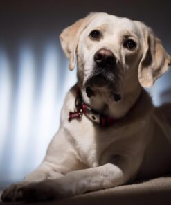 RFN-4s Wireless Remote Shutter Release for Nikon DSLR with MC30 Type Connection (Nikon D200, D300, D300s, D500, D700, D800, D800E, D810, D1, D2, D3, D3x, D3s, D4, D5) - Transmitter and Receiver Set 23 61RmeYCaiiL