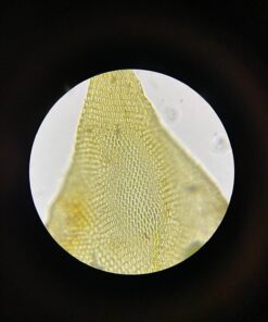 OMAX 40X-2000X LED Binocular Compound Lab Microscope w/ Double Layer Mechanical Stage + Blank Slides, Cover Slips, & Lens Cleaning Paper, M82ES-SC100-LP100 57 61Ruxuz7OsL 1