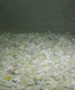 Exotic Pebbles BPJS464 Bean Pebble, Jade, 5 Pounds (Discontinued by Manufacturer) 25 61SDu2J6l1L