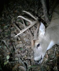 Swhacker SWH00207 #207 2 Inch Cut Broadheads Set of 3-100 Grain, Green, 2" 35 61SHVAG3iqL