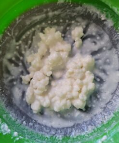 Fusion Teas 1 TBSP Organic Milk Kefir Grains and ebook “Milk Kefir Unleashed by Thomas Egbert” - Fresh Live Active Probiotic Starter Cultures 45 61SHvFMxkyL