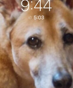 Arm & Hammer Complete Care Enzymatic Dog Toothpaste, 6.2 oz - Dog Toothpaste for Puppies and Adult Dogs, Arm and Hammer Toothpaste for Dogs - Pet Toothpaste, Dog Dental Care and Clean Dog Teeth 6.2 Ounce (Pack of 1) 47 61SOrl2deGL