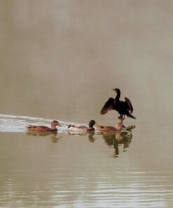 Canon EF-S 55-250mm f/4.0-5.6 is II Telephoto Zoom Lens Base Standard Packaging 60 61SS8l ZFTL