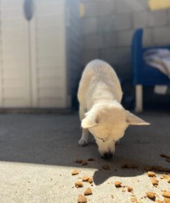 Purina Pro Plan High Protein Dog Food With Probiotics for Dogs, Shredded Blend Chicken & Rice Formula - 35 lb. Bag 35.00 Pound (Pack of 1) 32 61SXAaRikRL 1