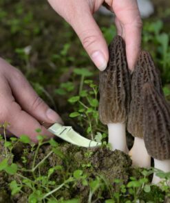 HANZIUP Classic Outdoors Folding Lock Mushroom Knife Fungus Truffles Harvest Hunting Sharp Knives with Neoprene Pouch 11 61Sepl1wEEL