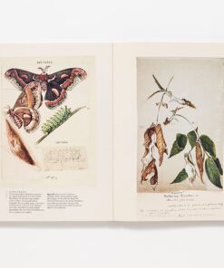The Butterflies of North America: Titian Peale's Lost Manuscript 16 61SfxfdfvDL