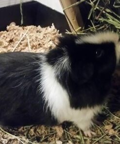 Small Pet Select Premium Small Animal Bedding, Natural Soft Paper Bedding for Small Indoor and Outdoor Pets, Made in USA, Jumbo Size 178 L Pack 43 61ShMgOIBwL