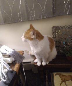 Seresto Cat Vet-Recommended Flea & Tick Treatment & Prevention Collar for Cats | 8 Months Protection 1 Pack Cat Only 38 61SluBCQWML