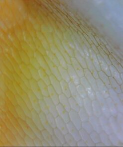 Opti-Tekscope Digital USB Microscope Camera- Advanced CMOS Sensor, True High Definition Macro 200x Zoom Imaging –1600 x 1200, Video, Superior Industrial Quality Base, 8 LED, Windows Mac Linux 51 61Spec4NLSL