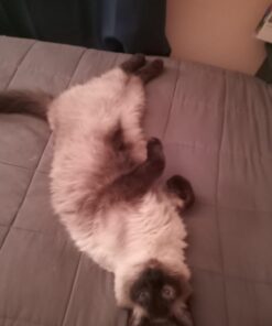 Wysong Uretic - Dry Natural Food for Cats, Chicken, 5 pounds 22 61Sr GUKgOL