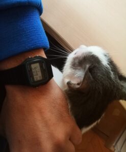 CASIO F91W-1 Casual Sport Watch 43 61T2giDqbHL