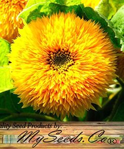 BIG PACK - (1,000+) SUNFLOWER Sunny Sun Flower CRAZY MIX flower Seeds - Non-GMO 27 61T5e0cuYfL