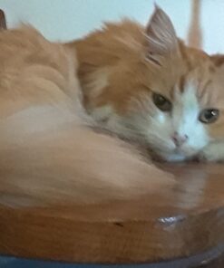 TEMPTATIONS Classic Crunchy and Soft Cat Treats Feline Favorite Variety Pack, 3 oz. Pouches,4 Count 4 Count (Pack of 1) 39 61T84rdlyyL