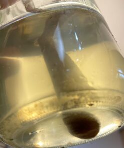 Quarter Cup Florida Sun Kefir Exclusive LIVE Prickly Pear Cactus Nodules Virgin Water Kefir Grains Unused 21 61TEKlzdFlL