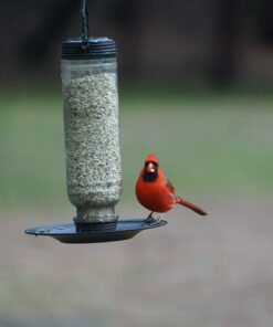 More Birds Songbird Vintage Bird Feeder, Sunflower and Thistle Feeder, 4 Feeding Ports, 1.5 lb Seed Capacity Vintage Glass 19 61TLLOkvPIL
