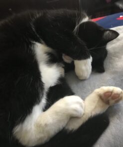 FRONTLINE Plus Flea and Tick Treatment for Cats Over 1.5 lbs., 3 Treatments 3 Doses 38 61TPz6H8WuL